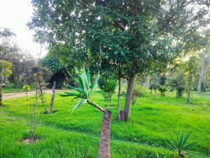 Podocarpus Cottages -02