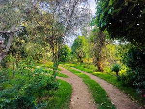 Podocarpus Cottages -02