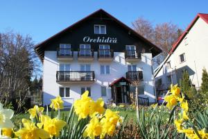 Orchidea