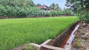 Paddy Breeze Villa Weligama