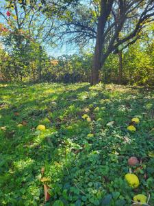 Birsalmafa Vendégház