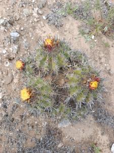 Oasis y canto de pájaros Piedra Colgada Copiapó