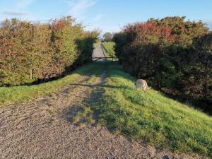 8 person holiday home in Rødby-By Traum