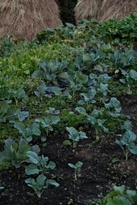 Basanti Rawat Homestay