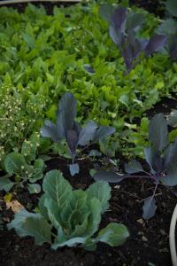 Basanti Rawat Homestay