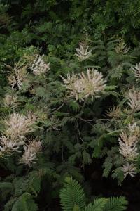 El Sereno Amatlán, Tepoztlán