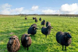 2 Bed in Dunnington oc-s34137