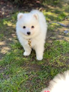 Resort Albufeira T2, Oura Beach