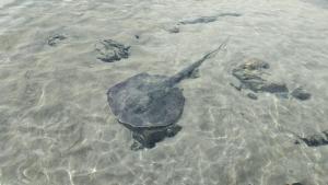 Breathtaking Oceanview Studio