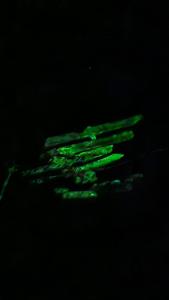 Posada Nativa sol y mar