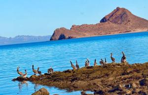 Ocean View Suite in Gated Community, Kino Bay MX