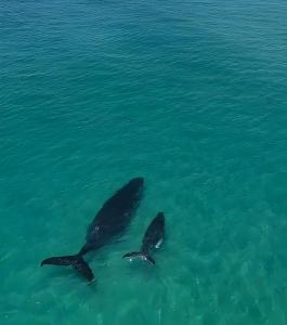 La Mer Sunshine Beachfront