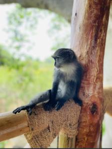 baobab Africa zanzibar