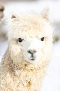 Gite à la ferme aux Alpagas