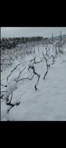 Domki Na Winnicy Zator Przeciszów