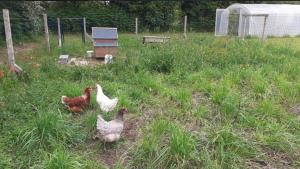 Mobil-home Les volets jaunes