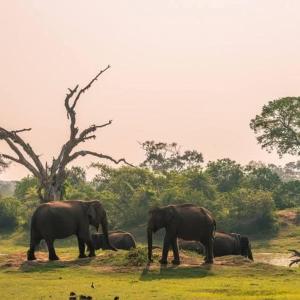 Happiness Villa and Yala Safari