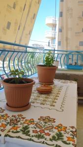 Elenas Beautiful Apartments