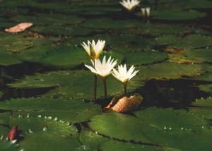 Santuario Playa Bonita