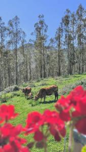 Las Cabañas del Valle, Cabaña Los Valles