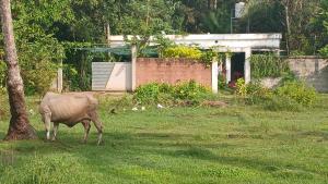 Marari Beach Way Inn