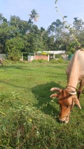 Marari Beach Way Inn