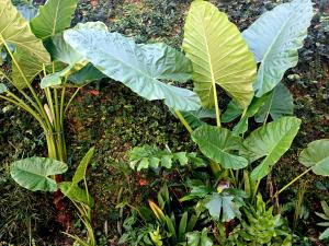 Baan Cozy Boutique Natural Wellness Chiang Mai