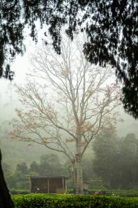 Hostyard Plantation Hostel near Munnar