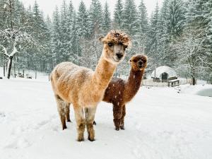 Gite à la ferme aux Alpagas