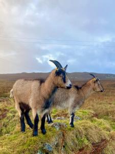 Shepherds hut 2 at Braebost Croft