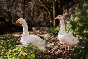 Gfohlerhof Brixen - Urlaub auf dem Bauernhof