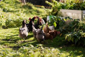 Gfohlerhof Brixen - Urlaub auf dem Bauernhof