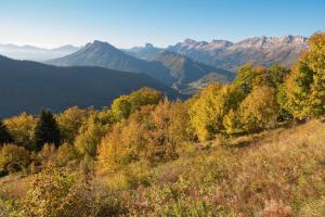 Yourte Dans La Forêt