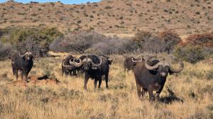 Izinga Game Karoo Guest Farm