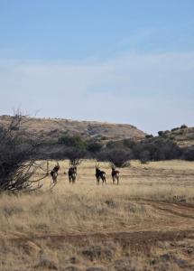 Izinga Game Karoo Guest Farm