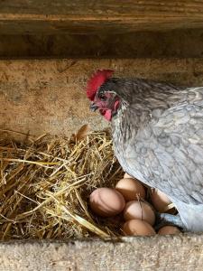 Gîtes à la ferme idéal en couple, famille ou amis