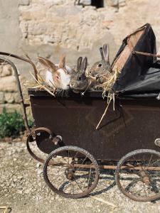 Gîtes à la ferme idéal en couple, famille ou amis