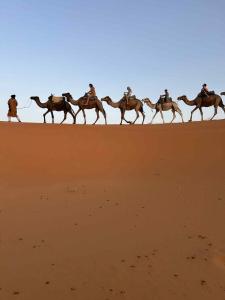Bivouac Desert Du Maroc
