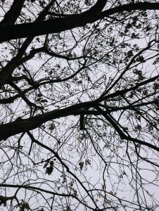 Luxury Suite - Zen Urban Retreat