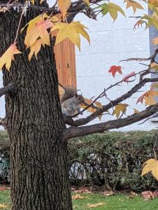 Luxury Suite - Zen Urban Retreat