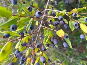 Villa Bondormy img23