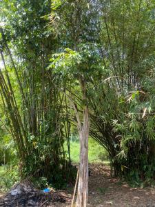 ANA Homestay