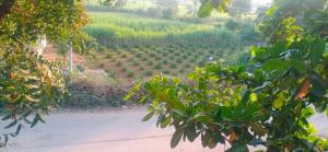 Puneetha home stay hampi