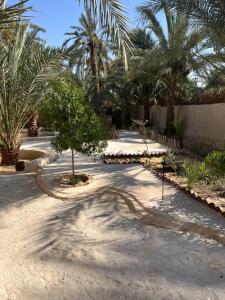 Siwa Spot - March is one of the best months in Siwa, with beautiful spring weather, pleasant sunny days, cooler peaceful nights, and a quiet oasis atmosphere perfect for rest and reflection