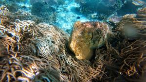 Rosye homestay raja ampat