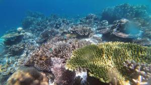 Rosye homestay raja ampat