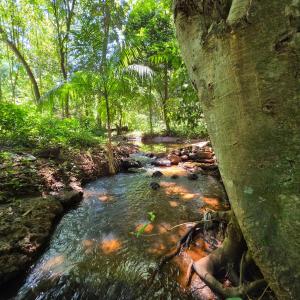 Tupa Lodge Selva y Rio