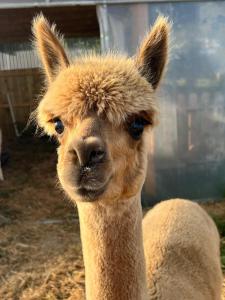 Appartement MVM Jacuzzi proche Saint-Malo