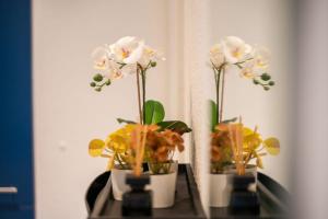 Special MAGICAL MEERKATS 4 Apartment