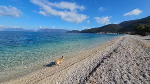 Olvio Living by the Sea